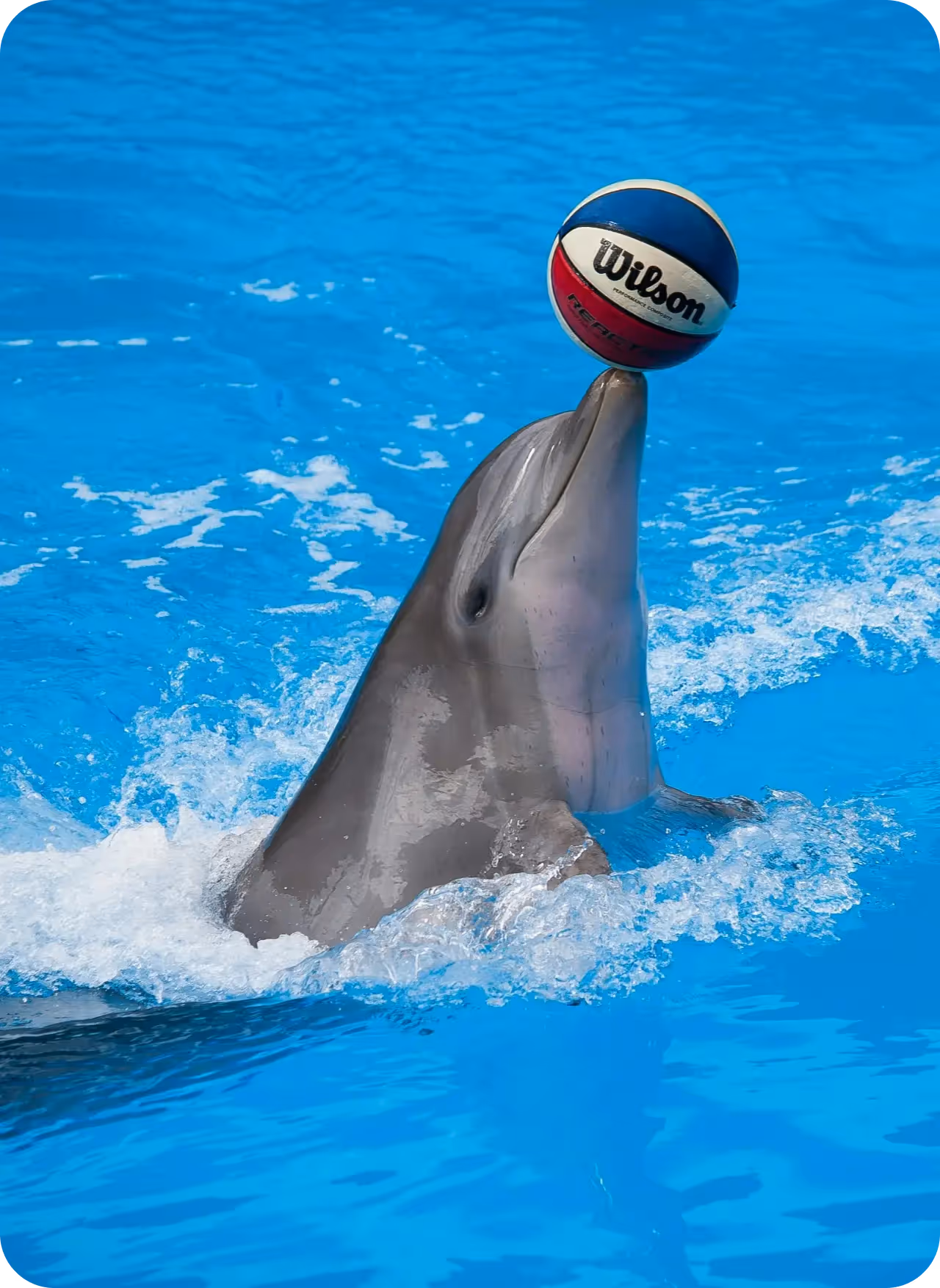 Dolphin Show