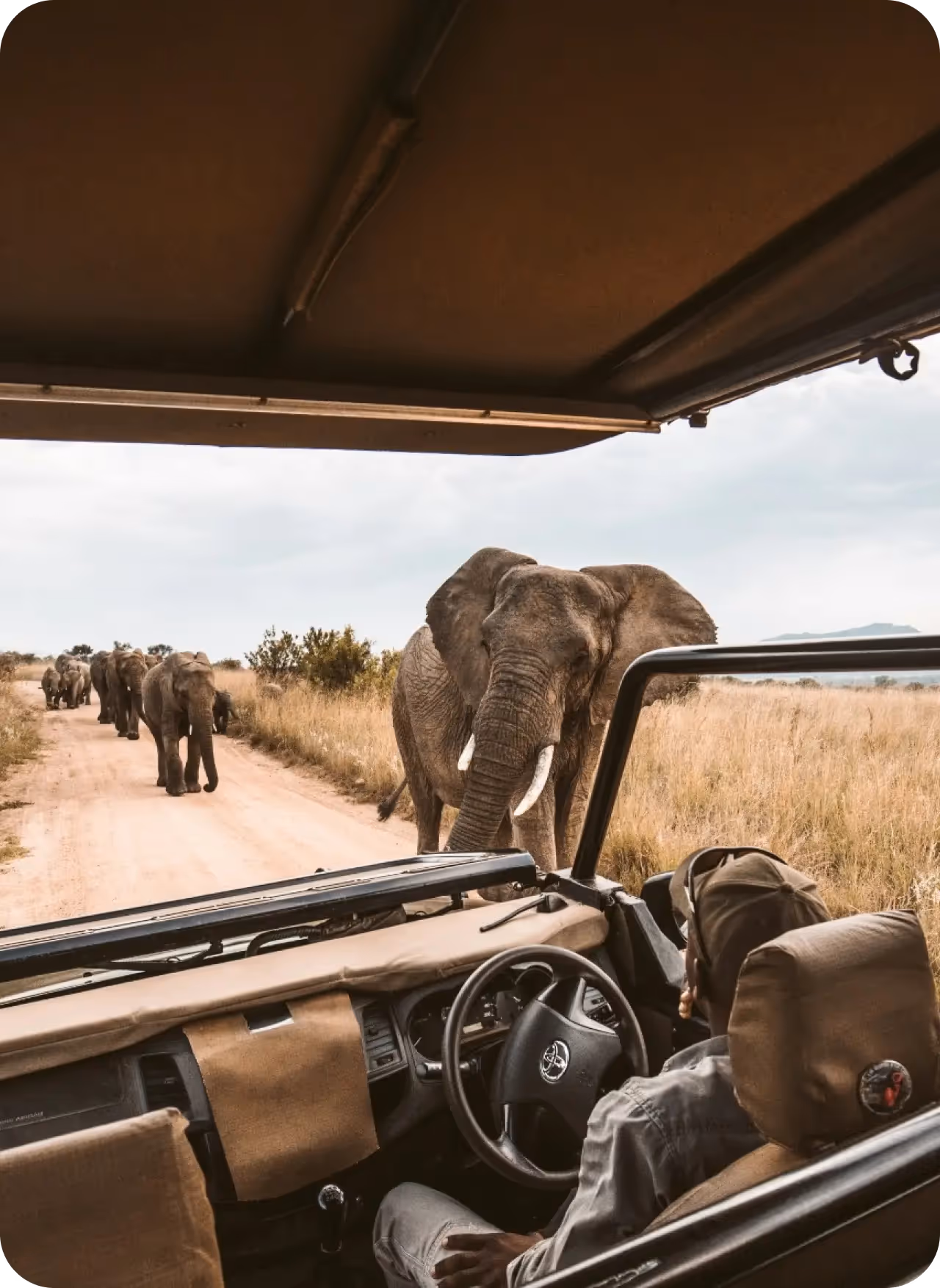 Jungle safari